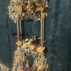 Nanouk Tradescantia plant  starts! *Propagation Station Not Included!*