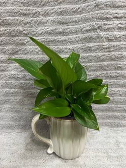 Plant