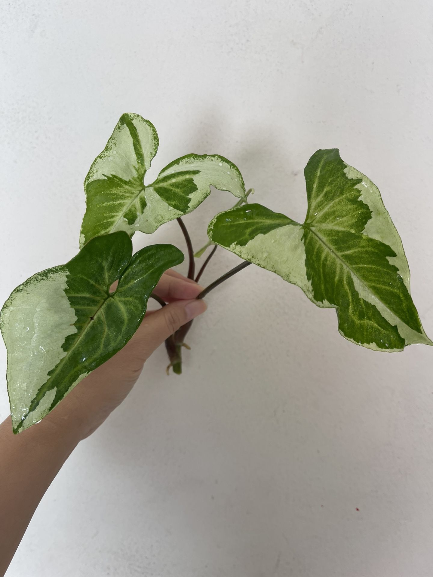 3 Kings Syngonium Plant CUTTING