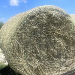 Coastal Hay 5x5 (horse hay)