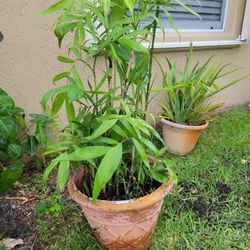 Bamboo plant potted very full wirh many new babies growing. About 40" tall $25