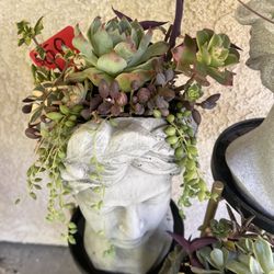 Large Succulent Planters