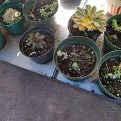 Beautiful Succulent And Plants From $10 To $5