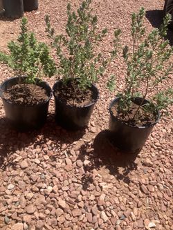 Texas sage 3gl