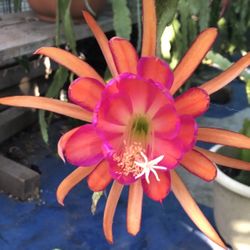 Epiphyllum
