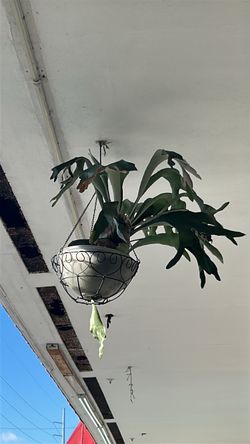 Fresh plants for sale