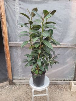 Green Rubber Plant 4' Tall 10" Nursery Pot