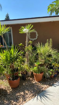 Madagascar Palm