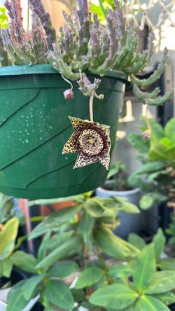 Stapelia