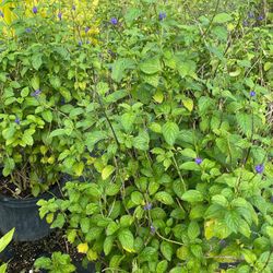 Butterfly 🦋 Plants $15.00