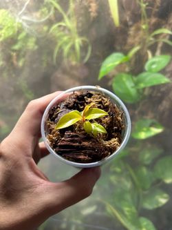 Philodendron “Blood Moon”