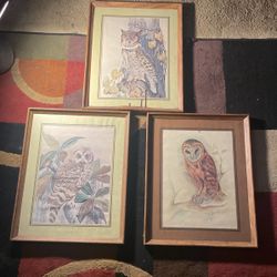 owl pictures 