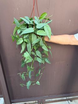 6” cebu blue pothos