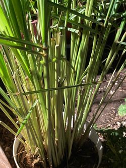 Live Lemongrass Plant