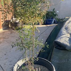 large heavenly bamboo plant in large container