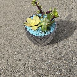 Mini Live Succulent Arrangements 