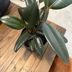 PLANT FOR SALE!!!