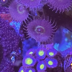 Plastic Zoas