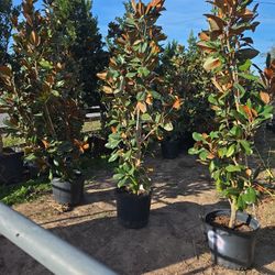 Magnolias Tree 15gallones 7ft Tall 