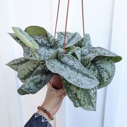 Scindapsus Pictus Exotica Silver Pothos Plant 6" Pot - Indoor House Plants 