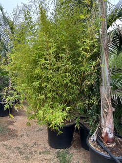 Bamboo plant 25gal
