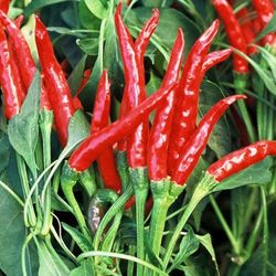 🌶️Thai Chili Plant 