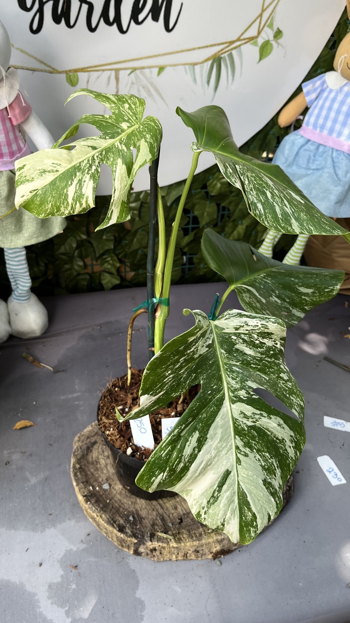 Monstera Albo 6”