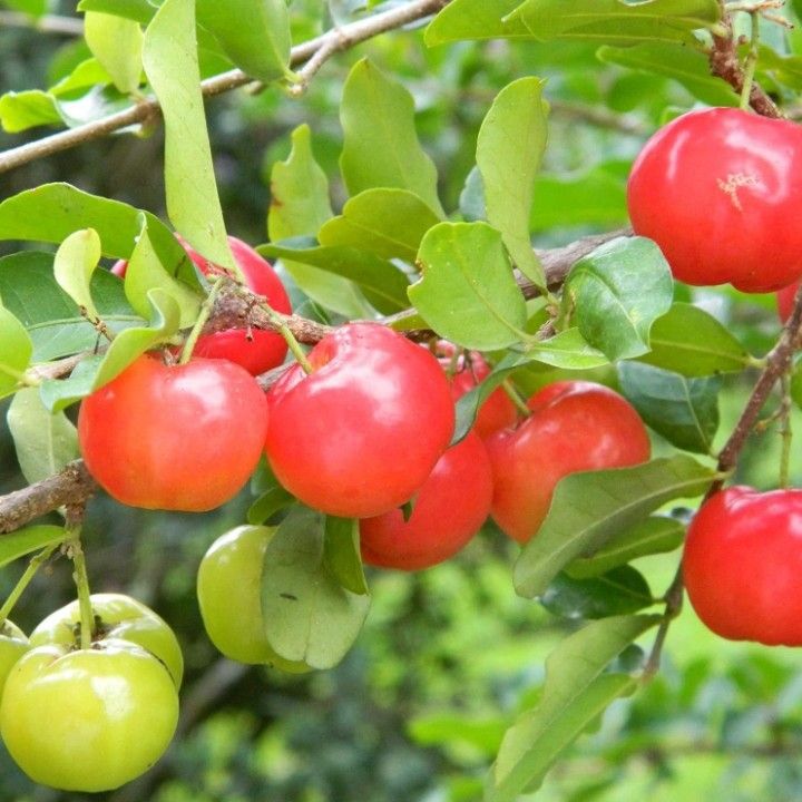 Barbados Cherry Tree For Sale