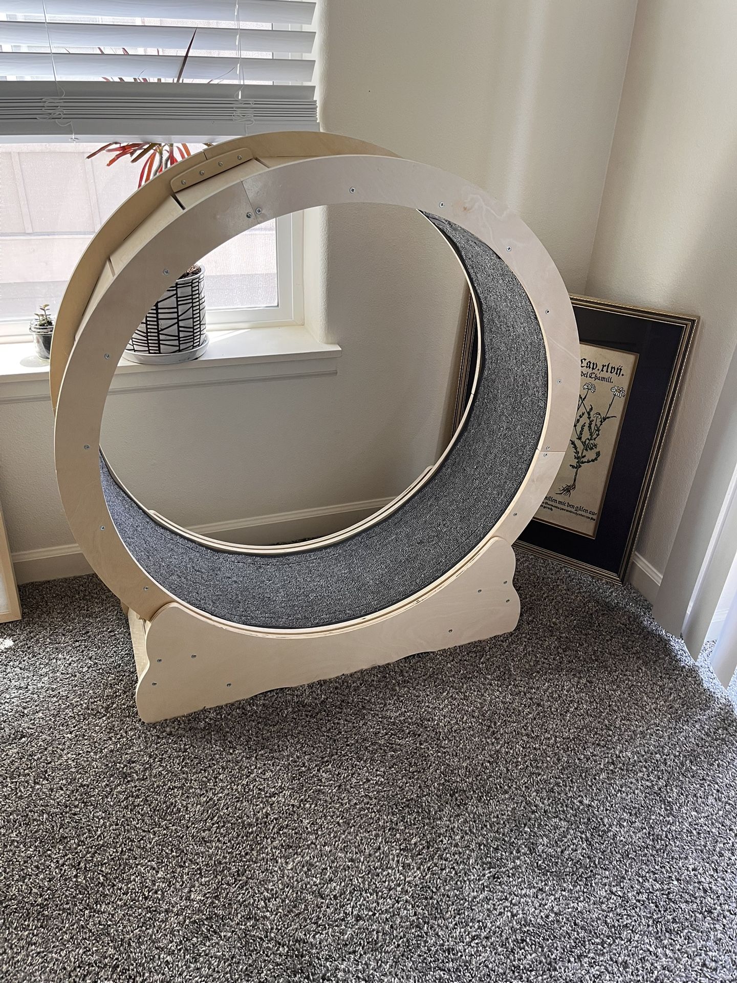 Cat Wheel
