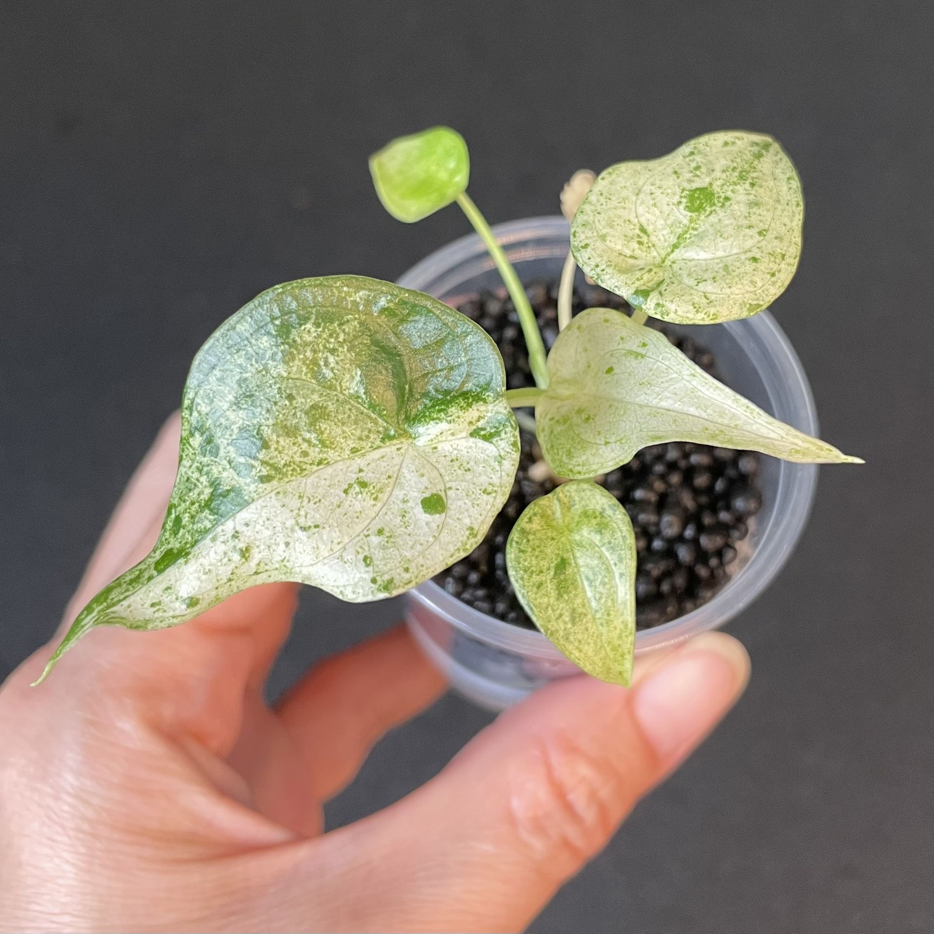 Alocasia Cucullata Mint