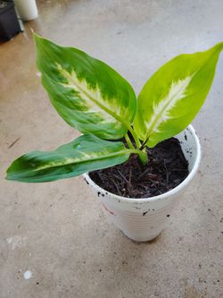 planta $5