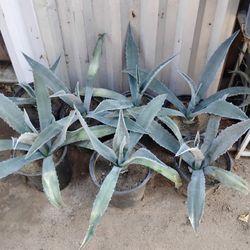 Blue Agave Plants