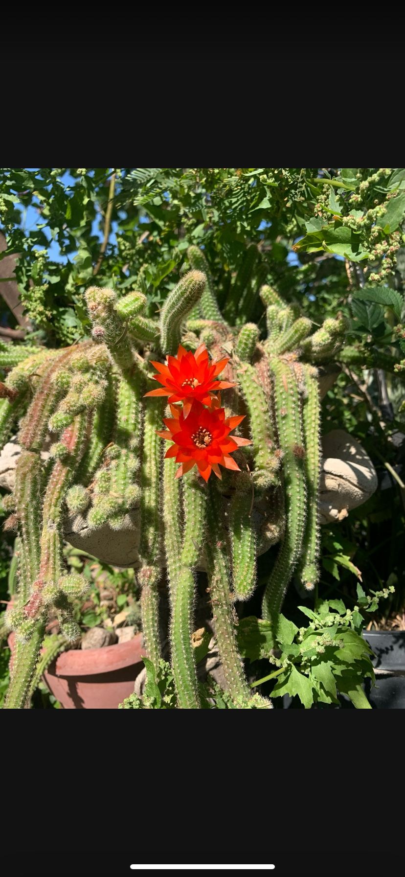 Cactus,Succulent,Plant