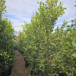 Indian Laurel