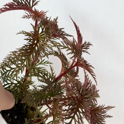 Plants (4”pot🌸Begonia Bipinnatifida “fern leaf begonia” $15 each)