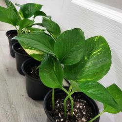 🌿Healthy Live Air Purifying Houseplant Pothos In Pot 4" ~ $5/Ea