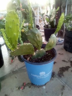 Large Blooming Prickly Pear Cactus in Pot – Rare Variety, Actively Flowering!