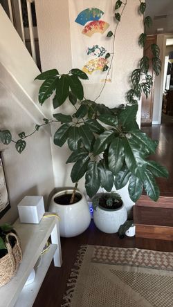 Umbrella Tree
