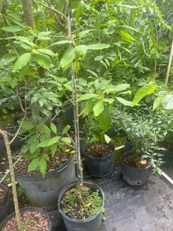 Hass avocado, fruit tree