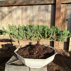 Bonsai Japanese Garden Juniper Miyagi Style $50 Each