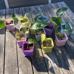 Potted Pothos Plants