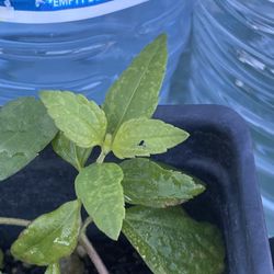 Aztec Dream Herb  plant - Calea zacatechichi - hoja de dios - hierba de suenos planta