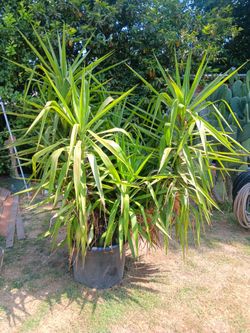25gallon Yucca Plant 