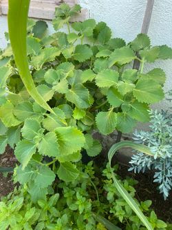 Horegano