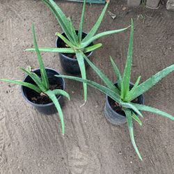 Aloe Vera Plant $ 5.00 Each 