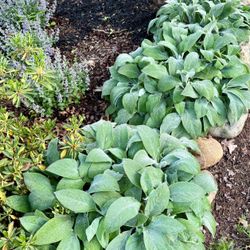 Beautiful and healthy Lamb Ear Plants