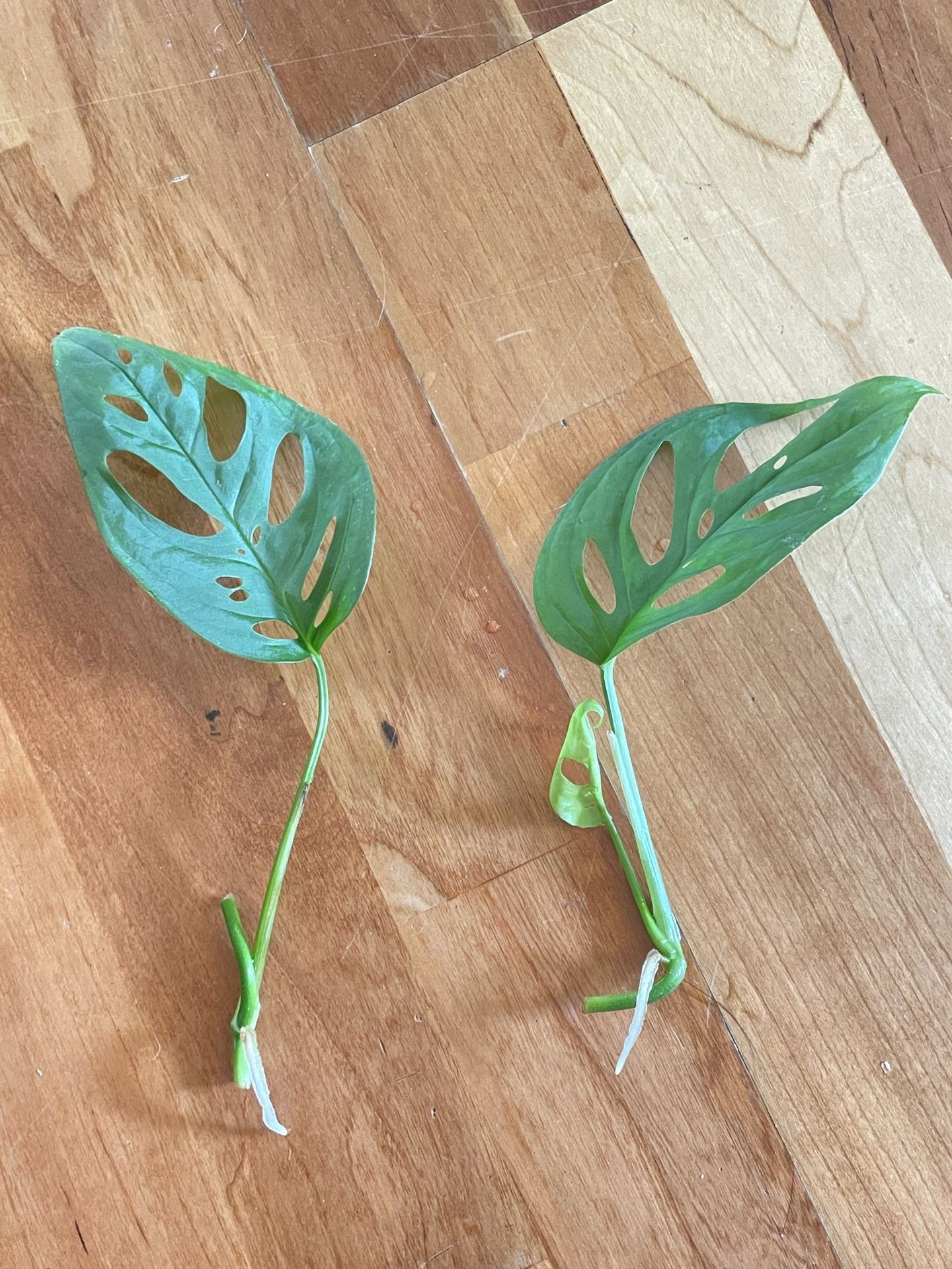 Monstera Adansonii - Swiss Cheese Cuttings - House Plant Propagation