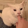 Kat