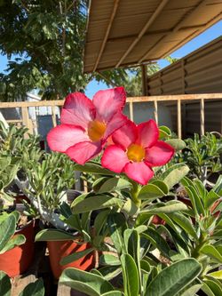 Desert Rose