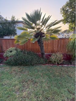 Mediterranean palm